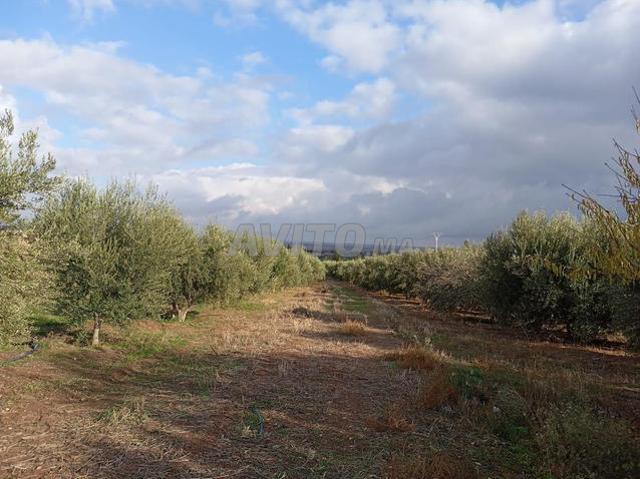 Ferme d'oliviers titrée 1.19 hectare – Équipée Opportunité rare