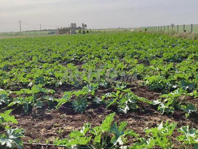 Ferme entièrement équipée de 1 hectare avec arbres fruitiers – Zayda
