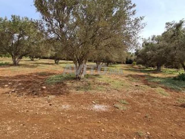 Ferme Equipé avec Villa A vendre Settat