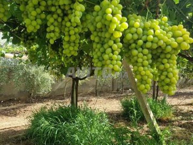 Ferme équipée 15 hectares Villa piscine Meknes