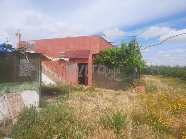 Ferme hectare titre à vendre Tiflet