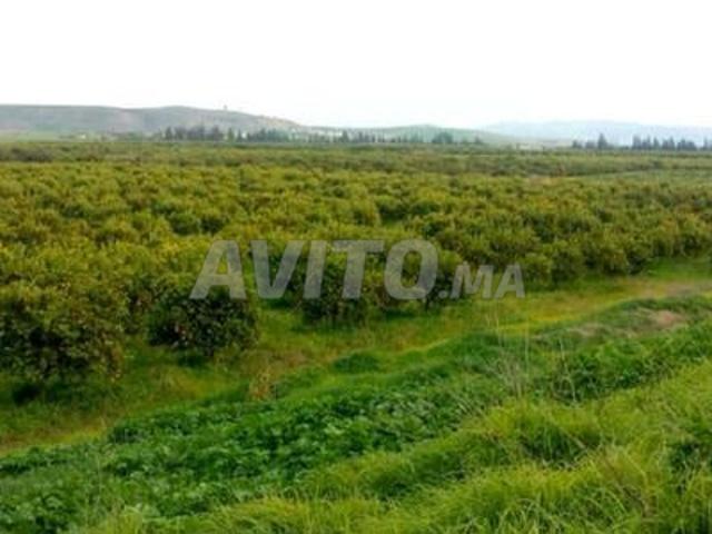 Ferme irriguée de 280 hectares