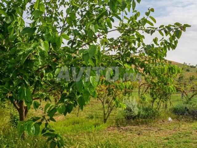 Fermes titrées à vendre à Sehoul env. Rabat Salé