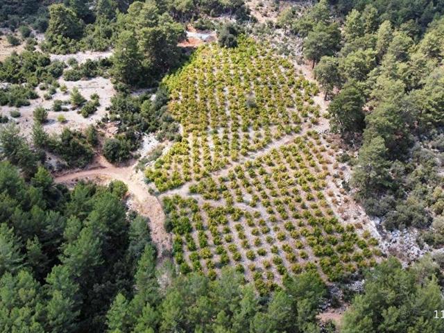 FİNKE ALACADAĞ MAHALLESİNDE 20.620 M2 FIRSAT NAR BAHÇESİ