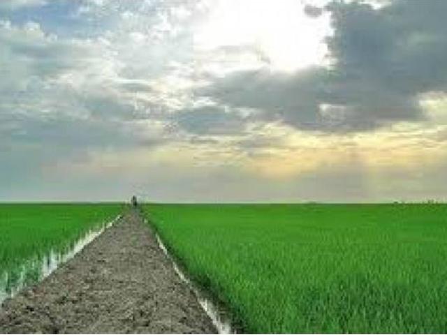 FINCA 360 Ha ARROZ