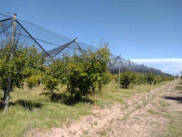 Finca tranquera cerrada benegas san rafael