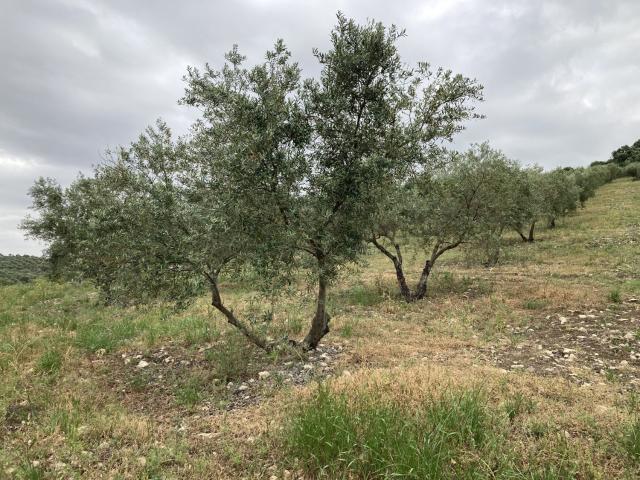 Finca Venta Cádiz