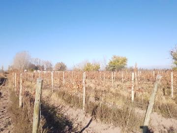Finca viñedos rivadavia