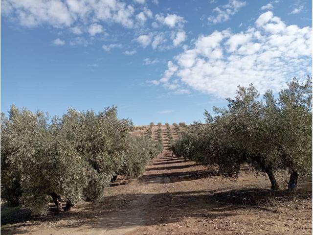 FINCA A LA VENTA DE OLIVOS EN CHIMENEAS GRANADA