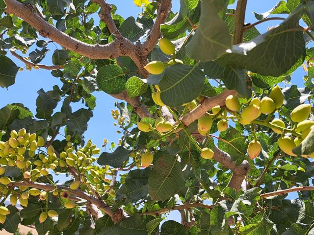 Finca de Pistachos en Producción con Agua Todo el Año, Regadío y Riego Automático | Andalucía, España