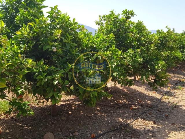 FINCA AGRICOLA EN PLENA PRODUCCIÓN EN MONTESA