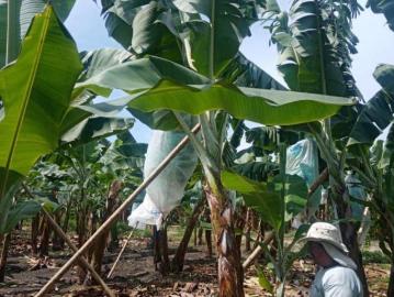 FINCA BANANERA Finca en Venta en Valencia