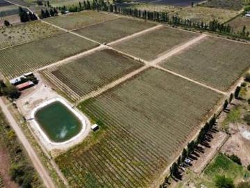 Finca, bodega artesanal y casa en San Rafael, Medoza