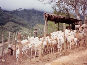 FINCA CAFETALERA EN CHIAPAS, GRAN OPORTUNIDAD DE INVERSIÓN