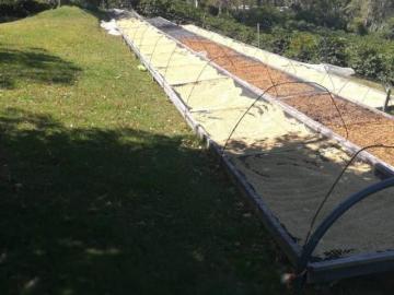 Finca Cafetalera, Tierras Altas, 103 hectáreas