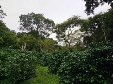 Finca Cafetera en Boquete, Inversión y rentabilidad