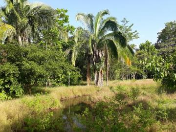 Finca Chorrera CERRO CAMA EN VENTA FINCA 7.2 HECTAREAS