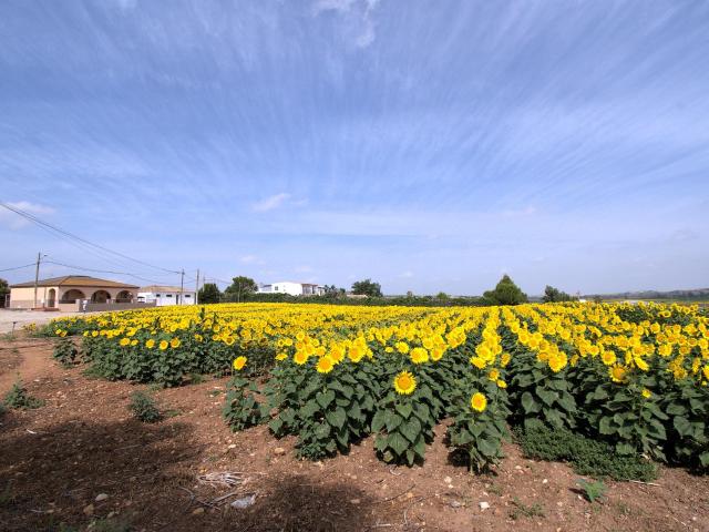FINCA CON 3 VIVIENDAS EN RAJAMANCERA JUNTO A LA INA