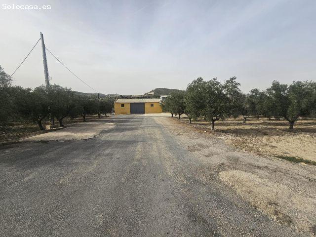Finca con 26 hectáreas de terreno cultivado, ubicada en Torremendo