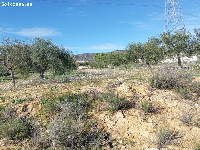 Finca con olivos, agua de riego y excelentes vistas en Barinas