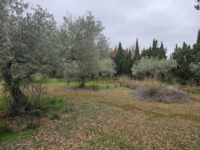FINCA CON OLIVOS