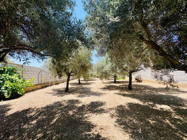 Finca con olivar y casa lista para disfrutar en Teba: naturaleza, tranquilidad y calidad de vida