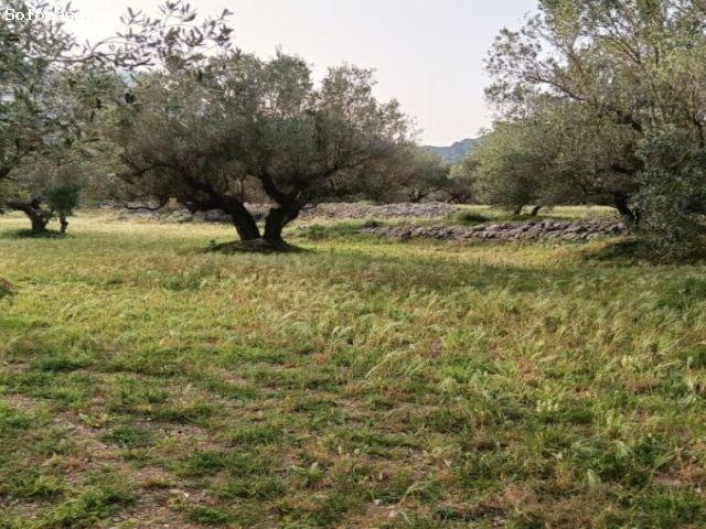 FINCA CON MASIA Y OLIVOS CON DERECHO A AGUA