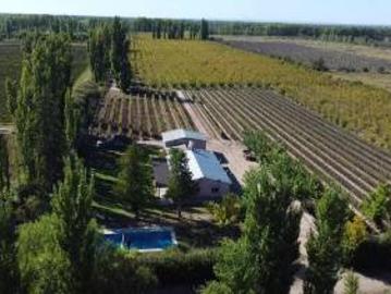 Finca de 8 Ha. de ciruelos y casa en Cuadro Benegas
