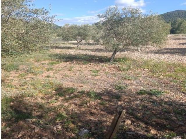 FINCA DE 8 HECTAREAS EN CEHEGIN