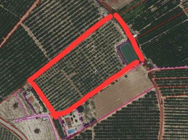 Finca de 13 tahúllas en La Veredilla con riego, luz y plantación en producción