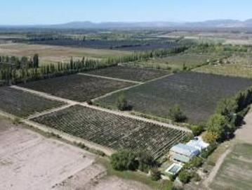 Finca de 10 Ha. con hermosa casa y galpón en Cuadro Benegas