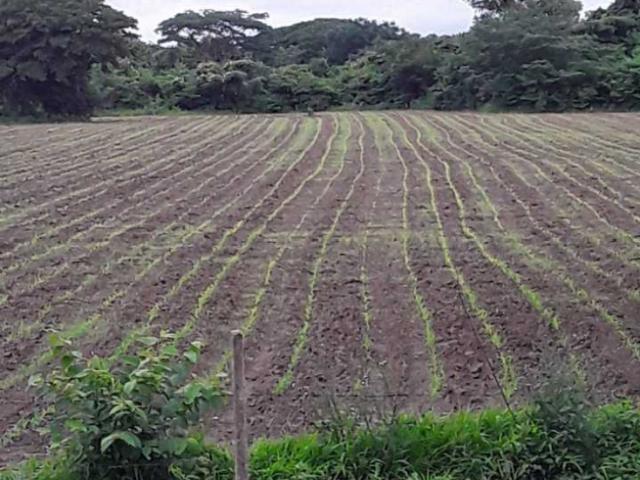 FINCA DE 12 HECTREAS EN EL SOMBRERO GURICO PRODUCTIVA