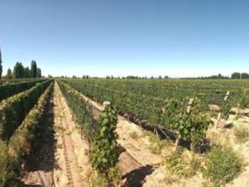 Finca de 20 has de viñedos en venta en Ugarteche