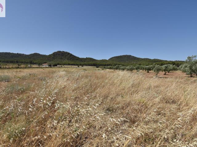 Finca de 27.715 metros a escasos metros del Cajiz de San Gregorio