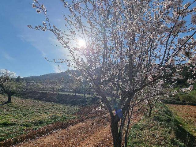 FINCA DE TRES HECTÁREAS UBICADA EN BULLAS