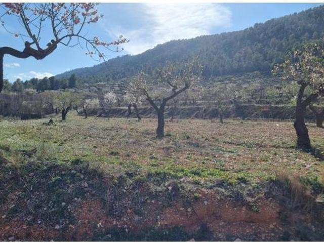 FINCA DE TRES HECTÁREAS UBICADA EN BULLAS
