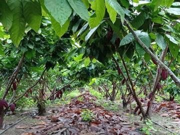 Finca De Venta Cacaotera En Jipijapa Manabi