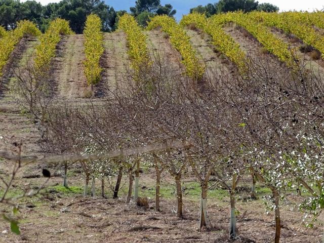 Finca de Viñedos en la Toscana Valenciana