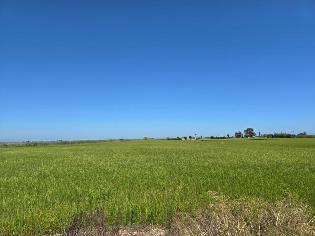 FINCA DE ARROZ EN ENCANYISSADA