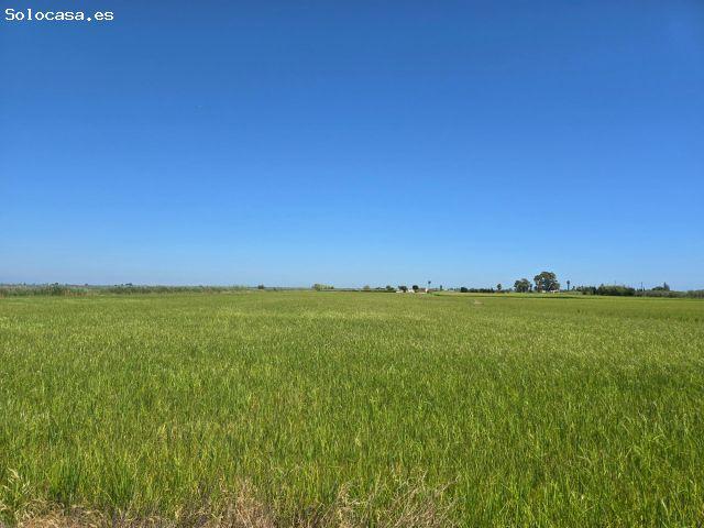 FINCA DE ARROZ EN ENCANYISSADA