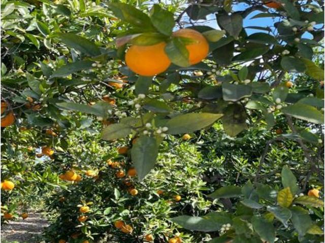 Finca de cítricos ecológicos — Alhama de Murcia / Sierra de Carrascoy