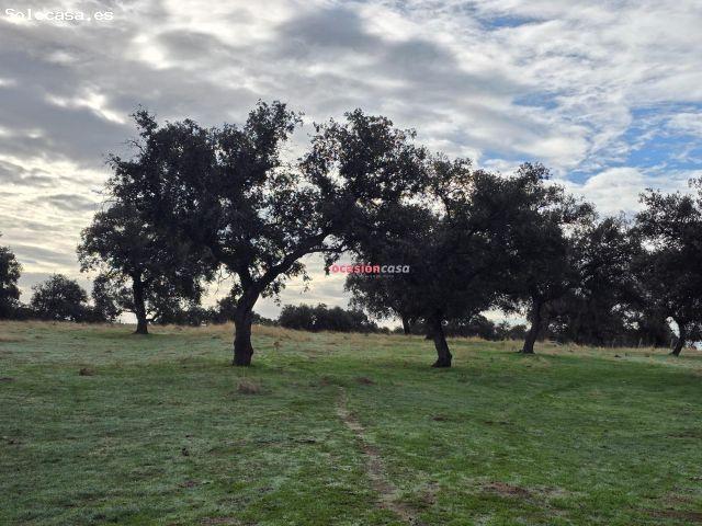 FINCA DE ENCINAR EN TORRECAMPO
