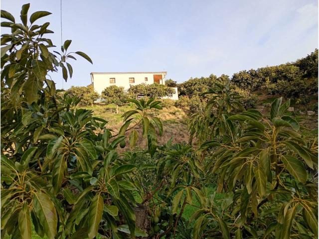 Finca de mangos y aguacates cerca de La Viñuela