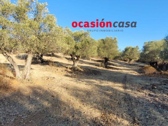 FINCA DE MONTE Y OLIVOS