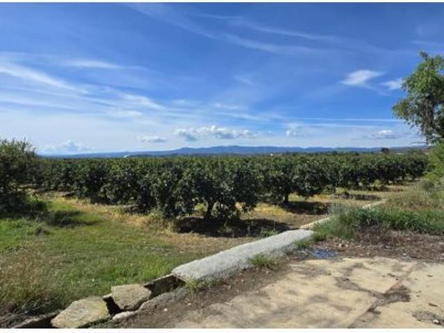 Finca de naranjos en venta Lliria