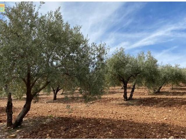 Finca de olivar cerca de carretera