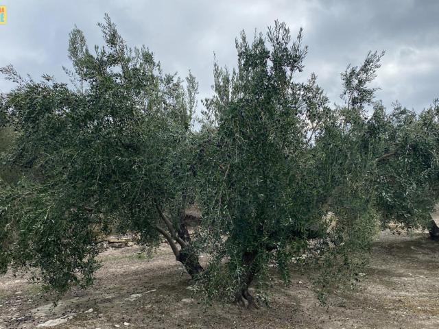 Finca de olivar en Nueva Carteya
