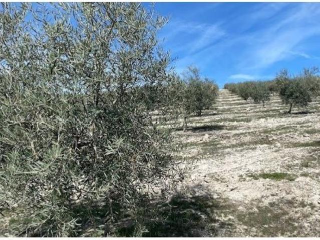 Finca de olivar intensivo con muy buen acceso