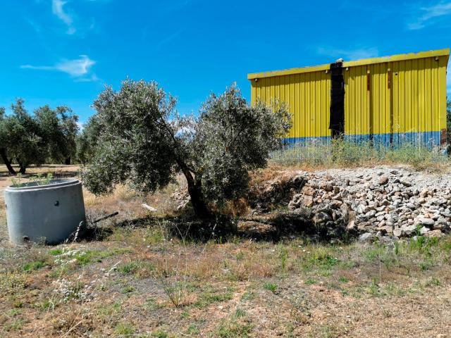 FINCA DE OLIVOS