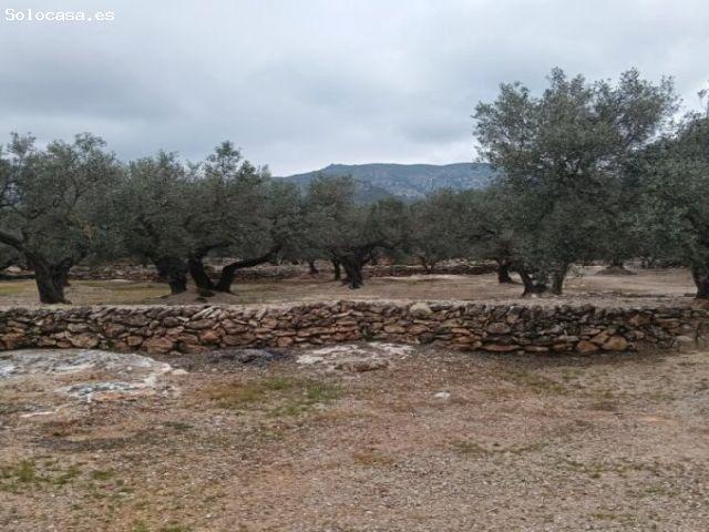 FINCA DE OLIVOS